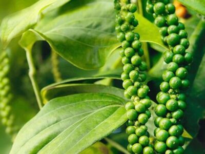 Hồ tiêu Việt Nam khẳng định vị thế ‘nhà cung cấp số 1 thế giới’