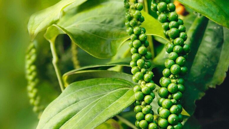 Hồ tiêu Việt Nam khẳng định vị thế ‘nhà cung cấp số 1 thế giới’