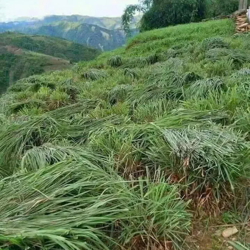 Tinh dầu sả nguyên chất