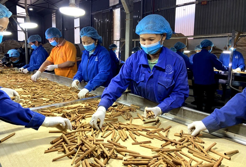 Cần gỡ chính sách, mở cánh cửa xuất khẩu cho tinh dầu quế | Thời báo Tài chính Việt Nam