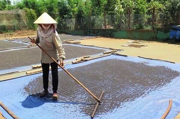 Phơi hạt tiêu trước khi bảo quản Phơi hạt tiêu trước khi bảo quản